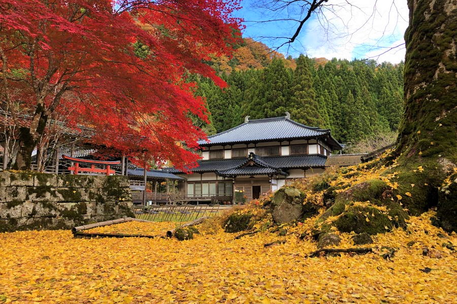 但馬妙見 日光院｜紅葉と黄葉の圧倒的コントラスト【兵庫観光スポット】