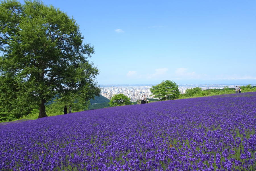 富良野以外で見るラベンダー！札幌では刈り取り体験や不思議な畑がある？【北海道観光スポット】