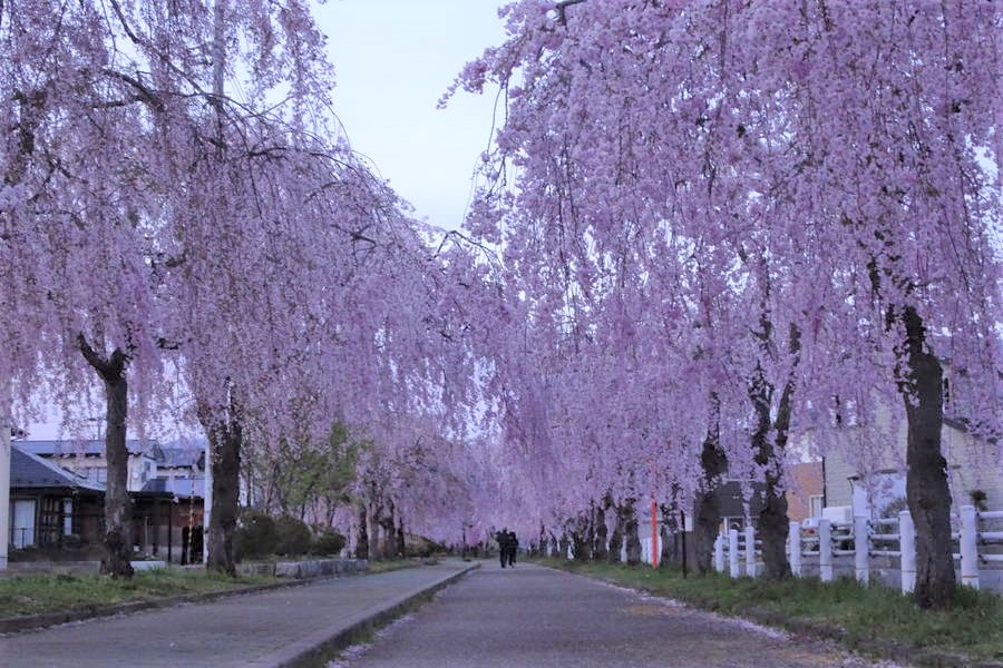 2025年 喜多方さくらまつり 開催概要と日中線のしだれ桜並木｜日時・駐車場・桜のトンネル・出店