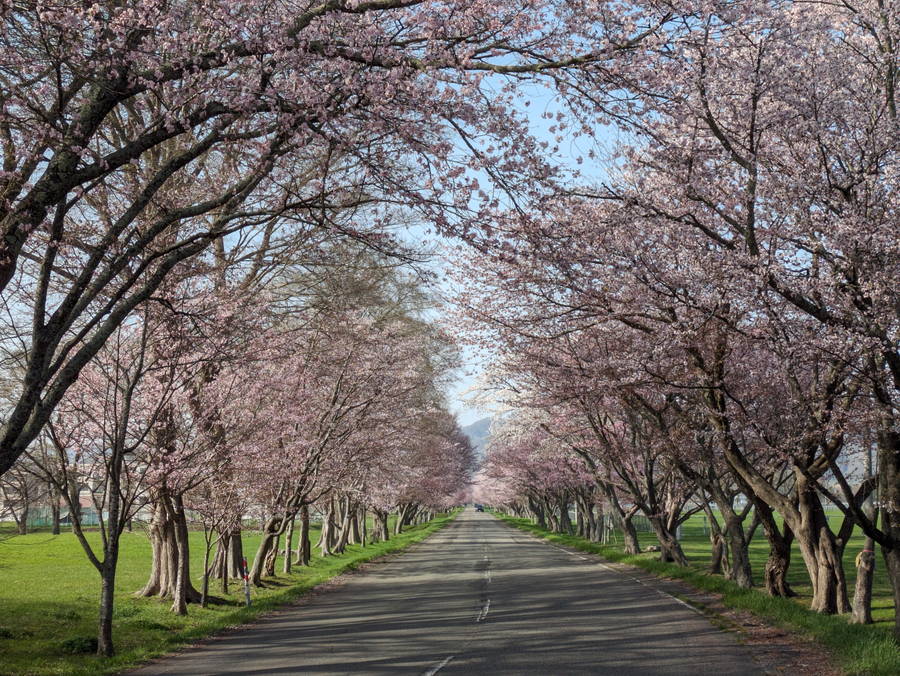 2026年 浦河桜まつり(優駿さくらロード) 開催概要｜日程・スケジュール・駐車場・アクセス・出店