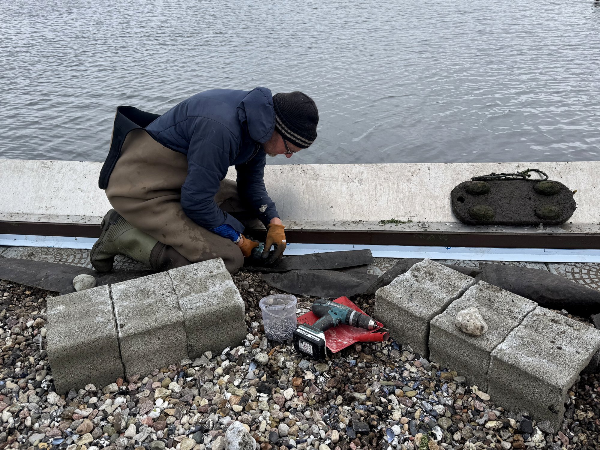 Ratten in der Seeschwalbenkolonie