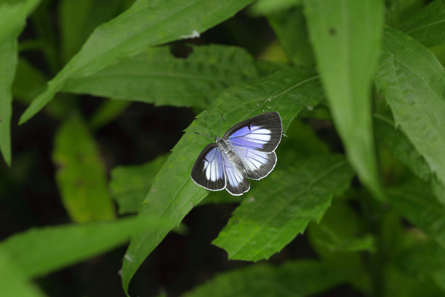 Home The Beautiful Butterflies of Japan