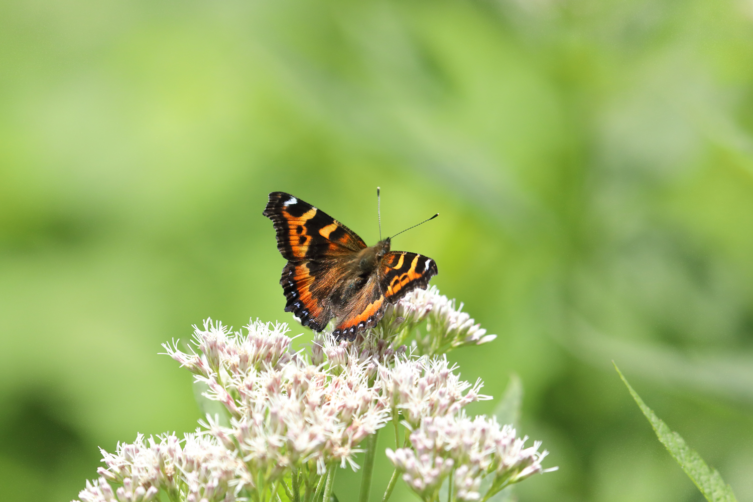 Home The Beautiful Butterflies Of Japan Home The Beautiful Butterflies Of Japan