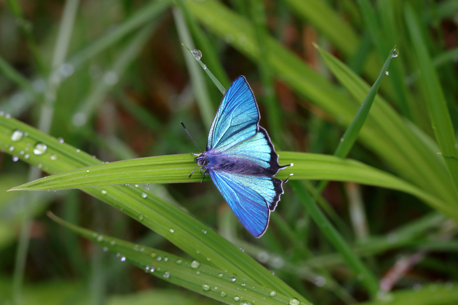 Home The Beautiful Butterflies of Japan
