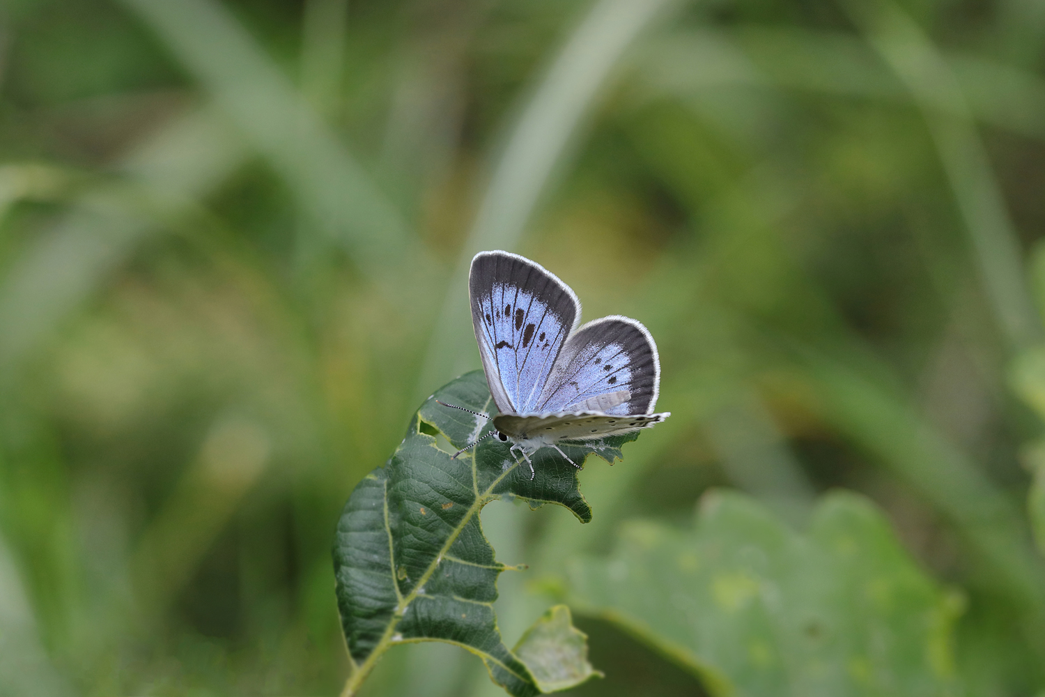 Home The Beautiful Butterflies of Japan
