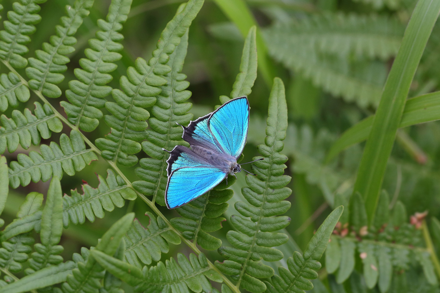Home The Beautiful Butterflies of Japan