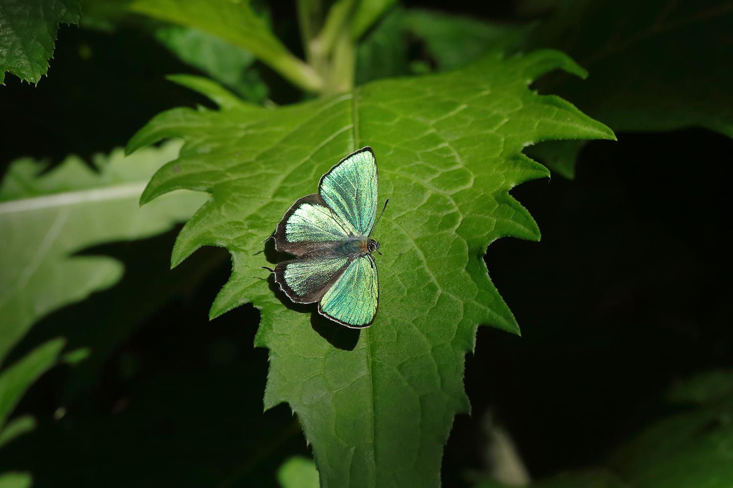 Home The Beautiful Butterflies of Japan