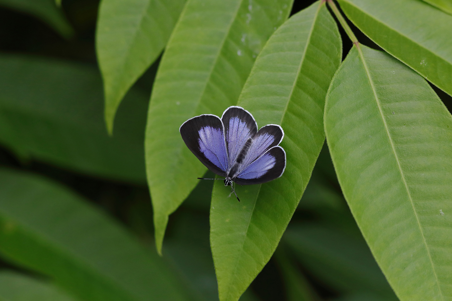 Home The Beautiful Butterflies of Japan