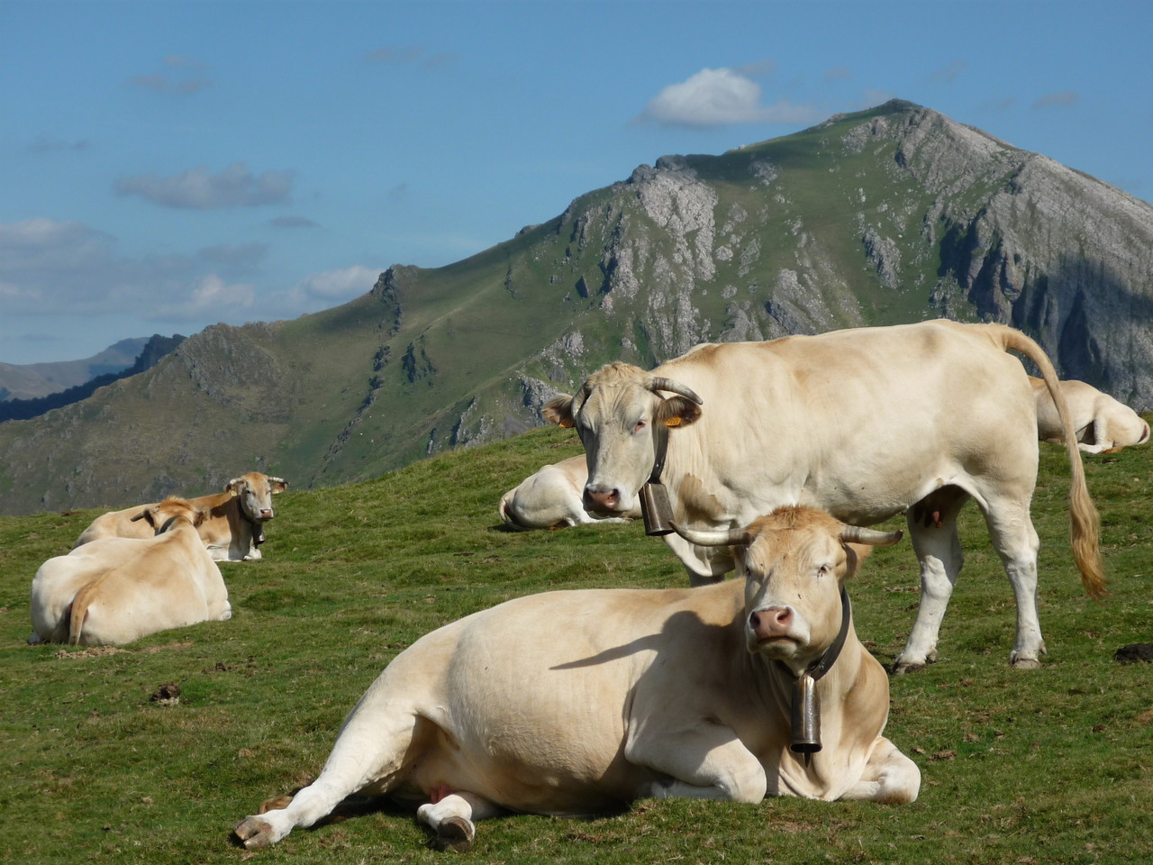 Vaches en estive à Estérençuby (20km)