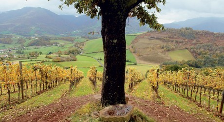 Vignoble AOP Irouleuy (10km)