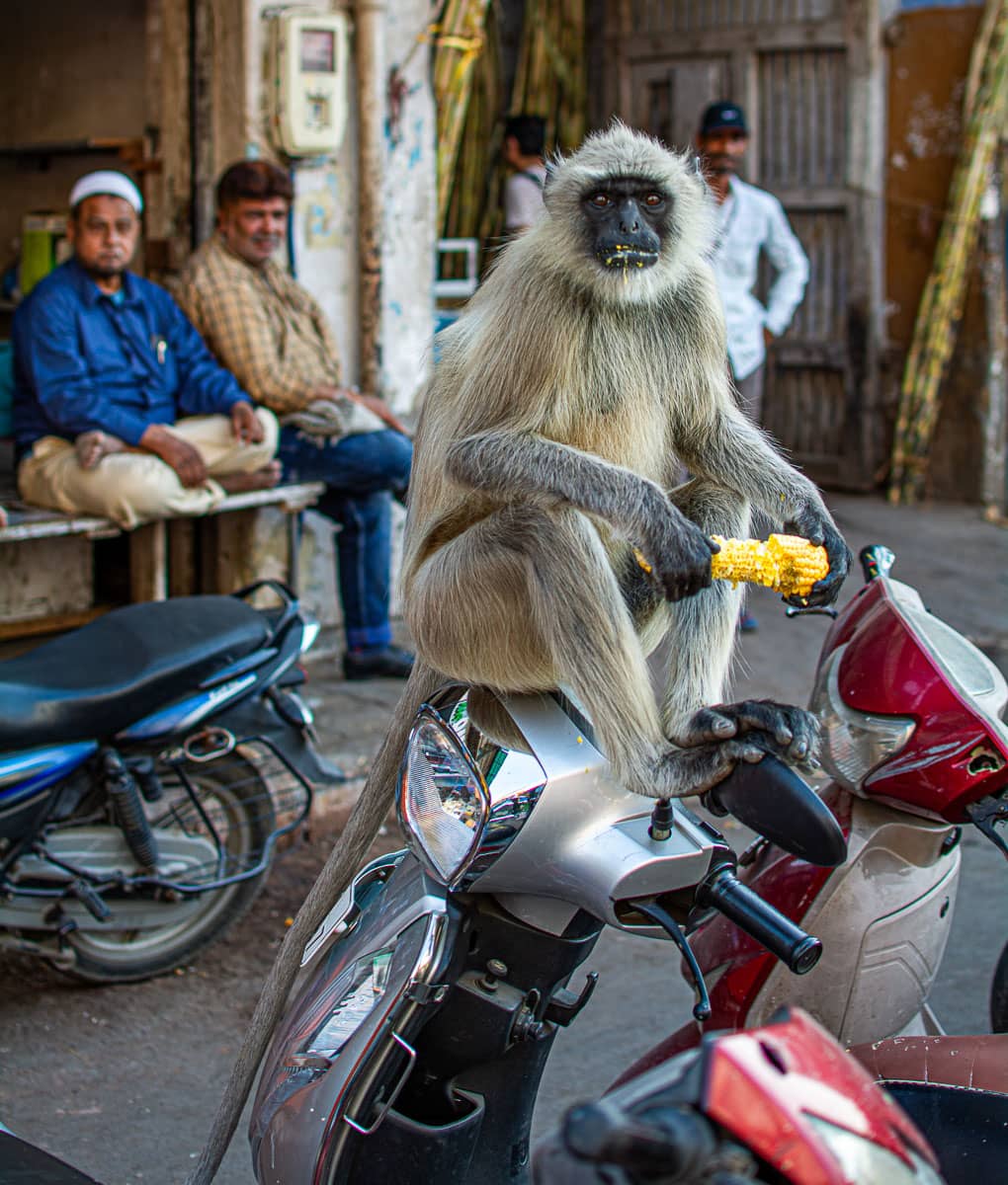 Singe, espèce "langur gris" assis sur le guidon d'une moto, en train de déguster un épi de maïs, dans une rue marchande d'Ahmedabad.