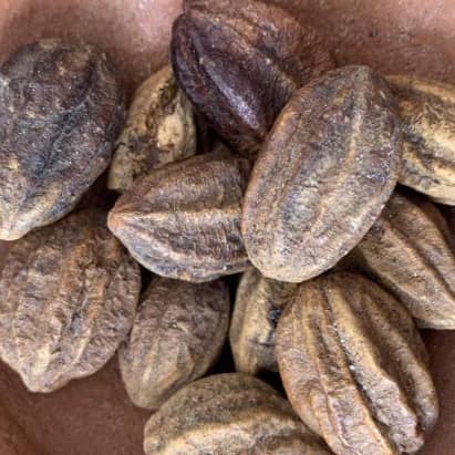 Graines du myrobolan.