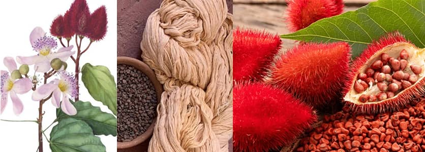 Avec l’alun, les graines de roucou donnent des couleurs dans des tons orangés éclatants.