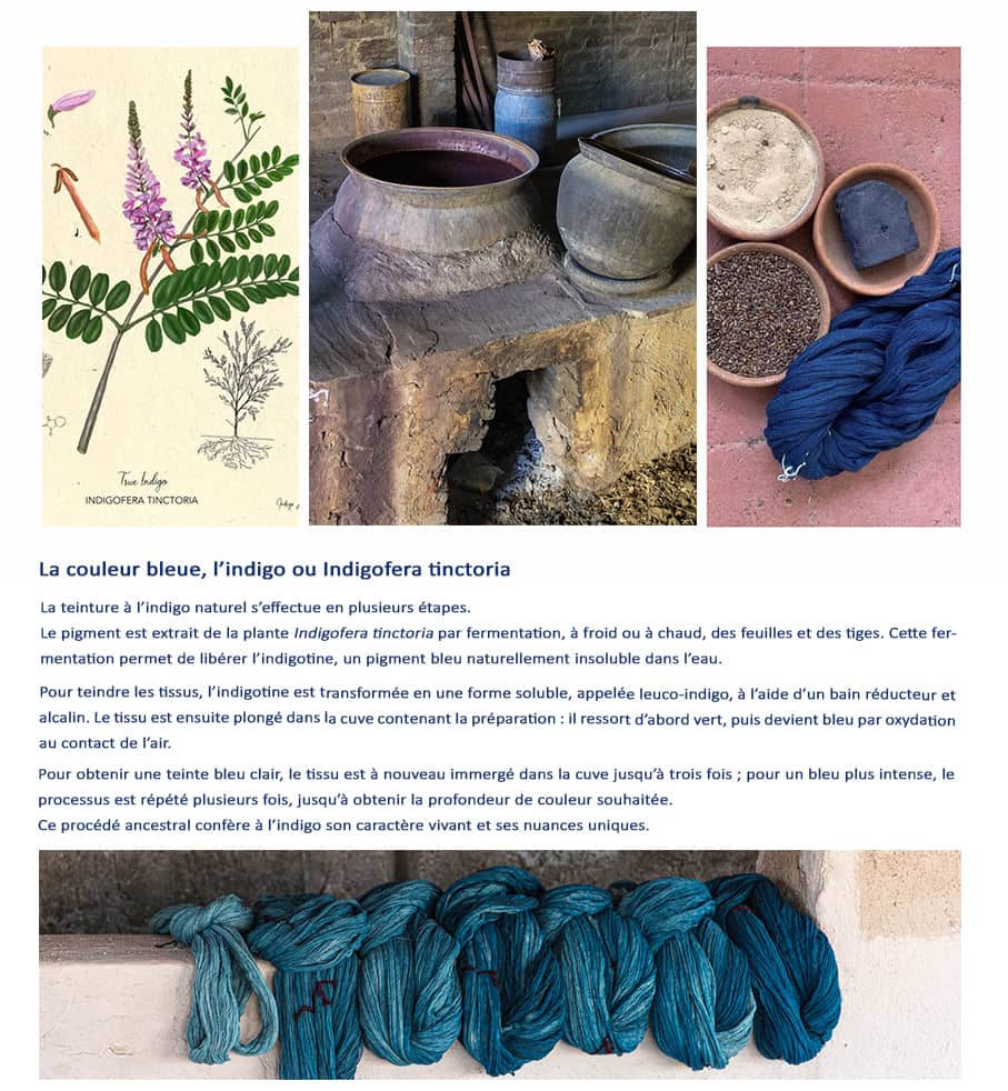 La couleur bleue, l'indigo ou comment est extrait la couleur bleue de l'indigotier.
