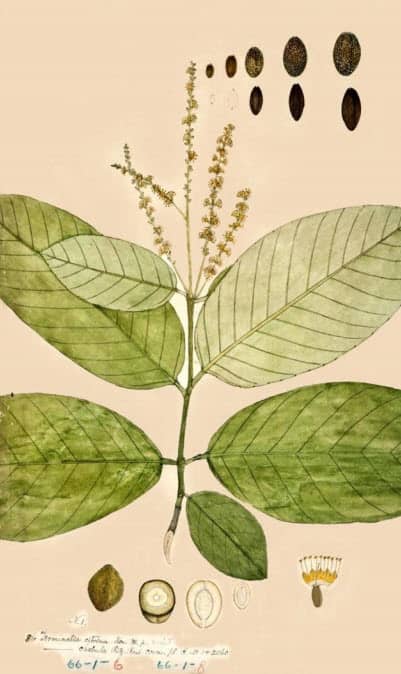 Feuilles du myrobolan