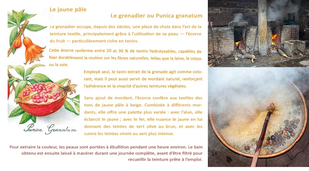 Comment la couleur jaune est obtenue à partir de la peau de la grenade.
