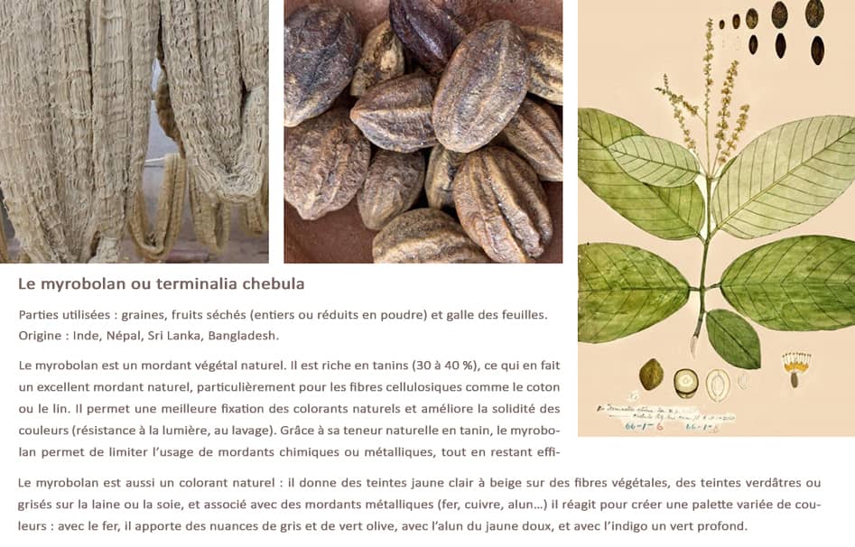 Le myrobolan est à la fois un colorant naturel mais surtout un excellent mordant végétal, permettant de limiter voir de supprimer les mordants chimiques.