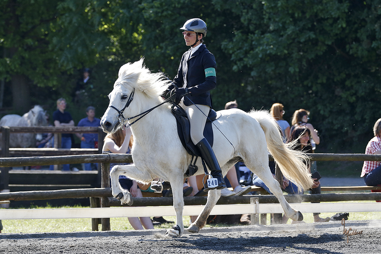  Turniere - Islandpferde vom Brückenhof 