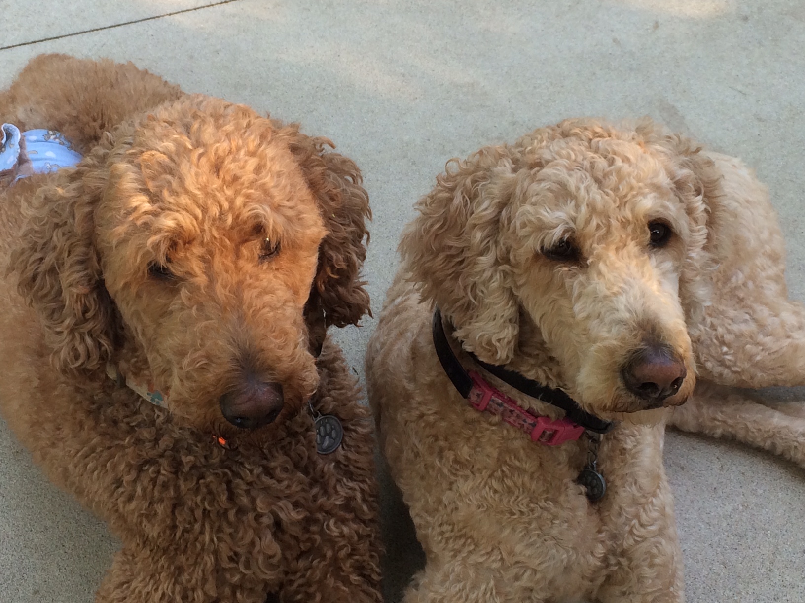 Éleveur de chien, chiot caniche tiny toy, Goldendoodle (doodle
