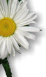 Chamomile - Medicinal plants