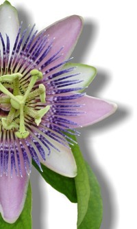 Flower of Passiflora incarnata