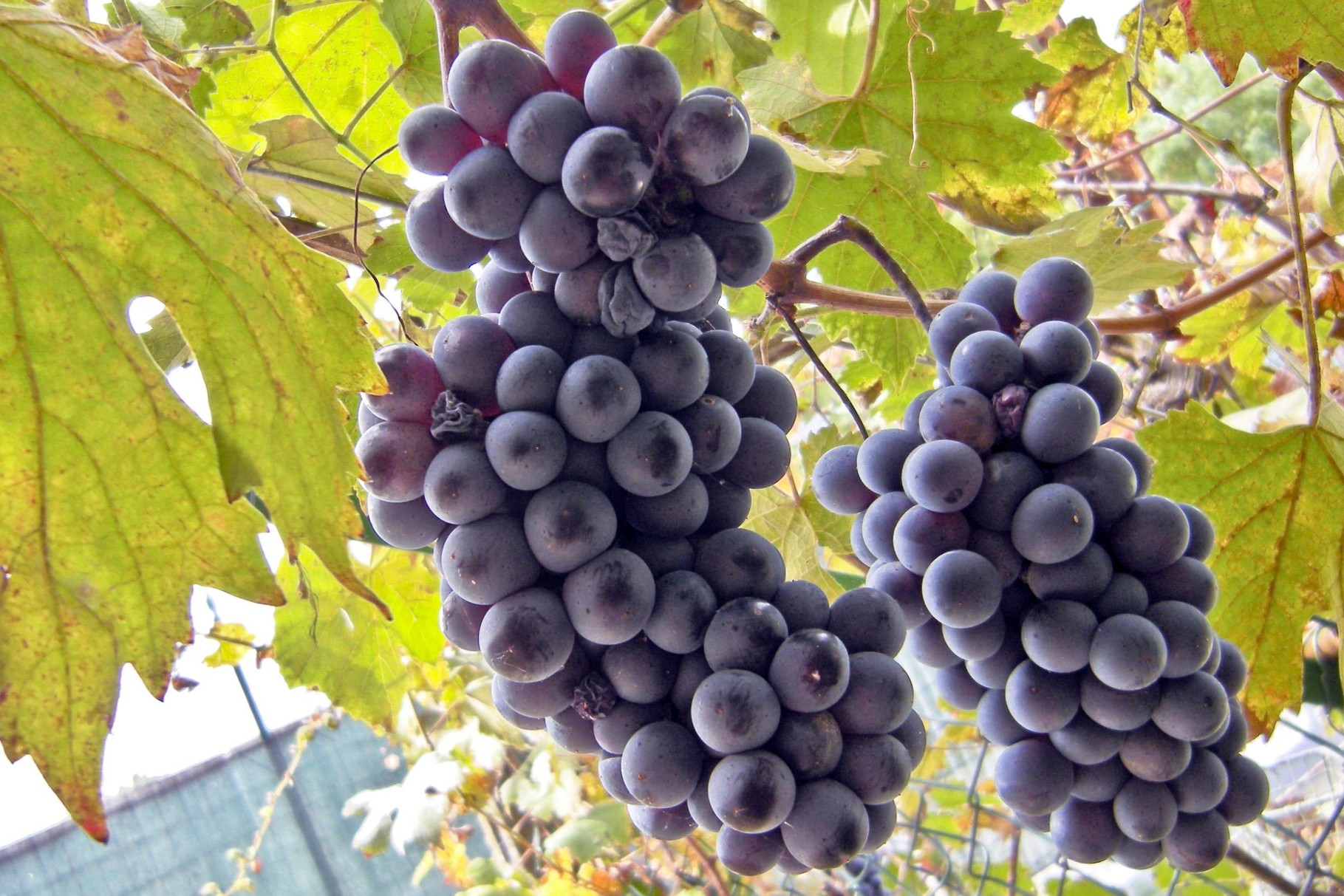 Grape (Vitis vinifera). Benefits - Pharmacognosy ... Grape (Vitis vinifera). Benefits - Pharmacognosy ...
