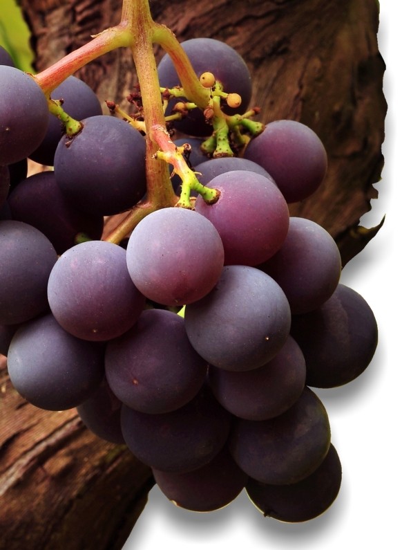 Grape (Vitis vinifera). Benefits Pharmacognosy Medicinal Plants