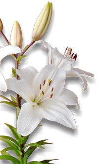 White Lily flowers