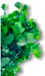 Coriander - Medicinal plants