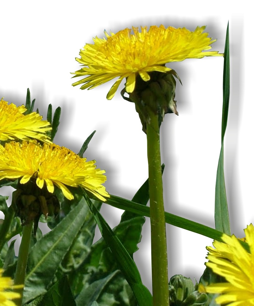 Dandelion. Benefits of Dandelion Pharmacognosy Medicinal Plants