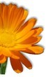 Calendula officinalis - Medicinal plants