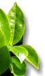 Tea - Medicinal plants