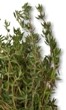 Thyme - Medicinal plants