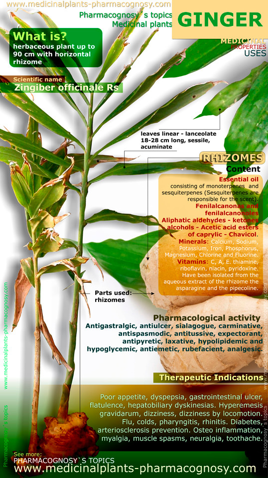 Ginger benefits. Infographic. Properties of the plant - Pharmacognosy ...