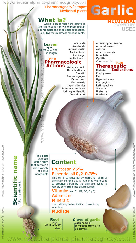 Garlic properties Pharmacognosy Medicinal Plants