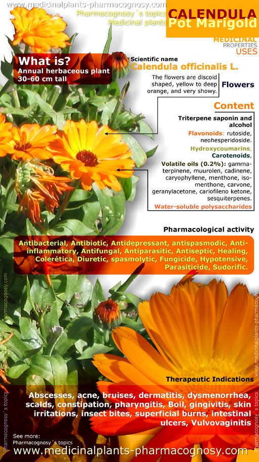 Calendula officinalis health benefits. Infographic - Pharmacognosy