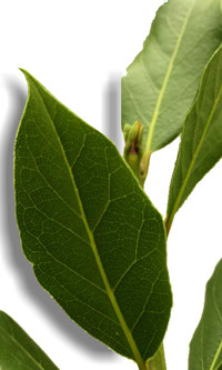 leaves of laurel