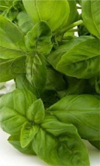 Health benefits of basil