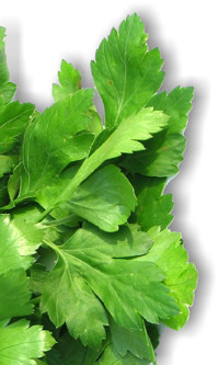 Parsley