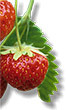 Strawberry - Medicinal plants