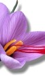 Saffron - Medicinal plants