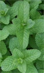 Spearmint benefits. mint