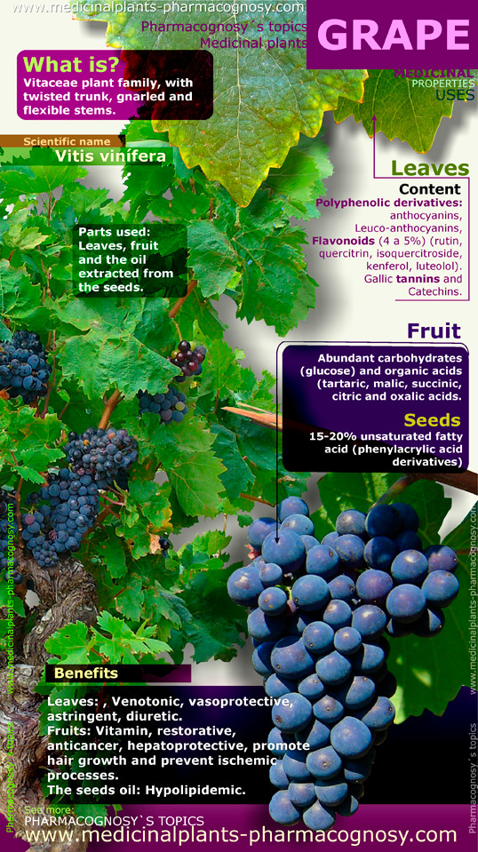 Grape benefit. Infographic Pharmacognosy Medicinal Plants