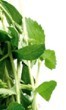 Stevia - Medicinal plants