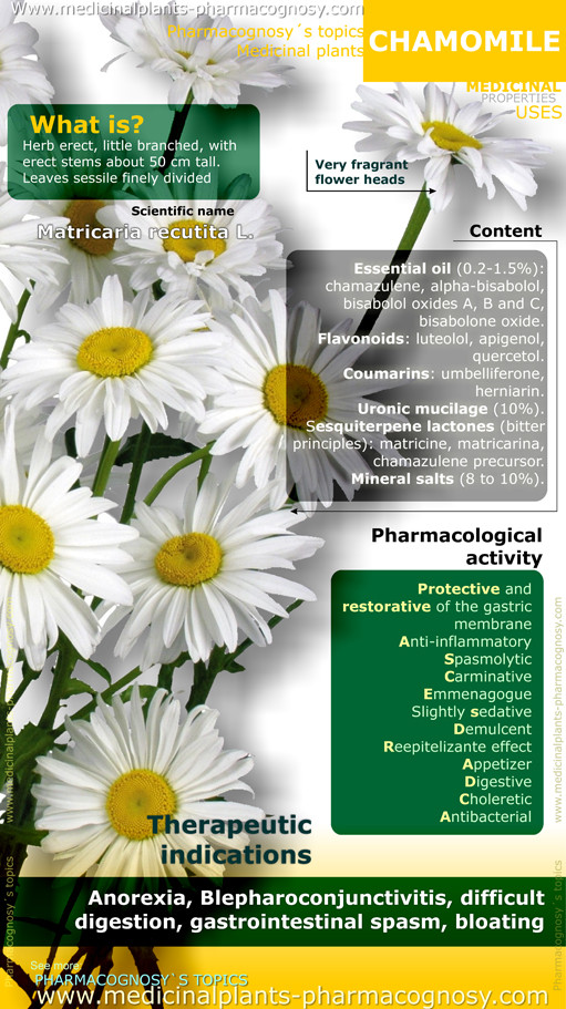 Chamomile benefits