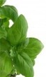 Basil - Medicinal plants