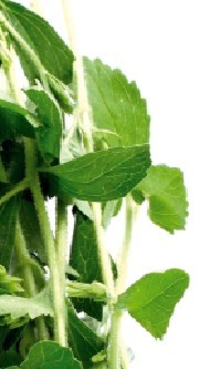 Stevia rebaudiana