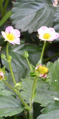 Strawberry flowers