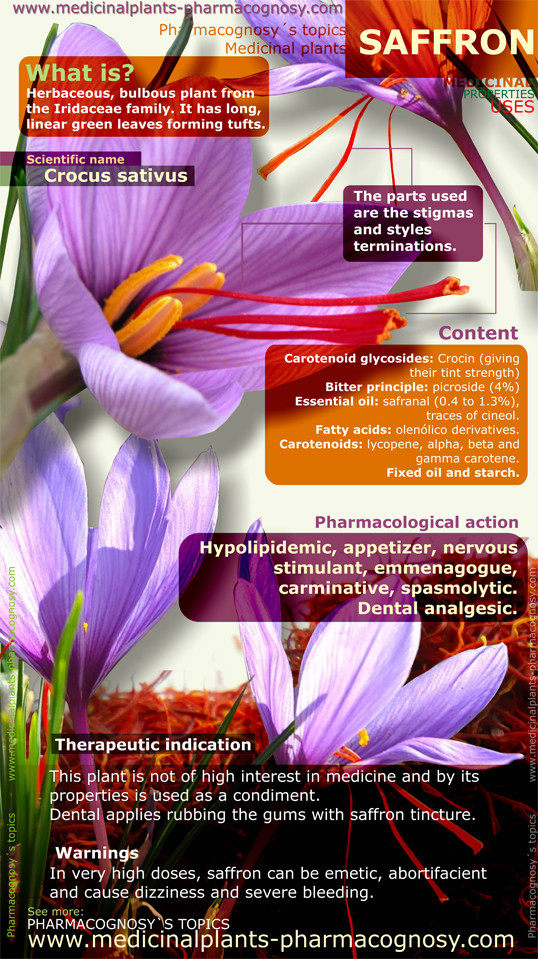 Saffron benefits. Infographics Pharmacognosy Medicinal Plants