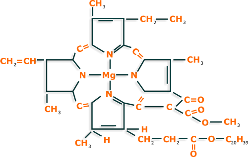 Chlorophyll. Structure and importance.